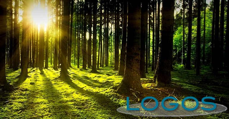 Territorio - Patrimonio forestale (Foto internet)