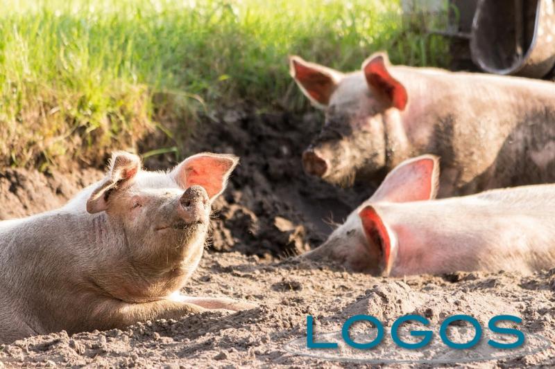 Territorio - Maiali (Foto internet)