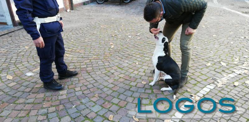 Castano - Il cane recuperato dalla Polizia locale Castano - Il cane recuperato dalla Polizia locale
