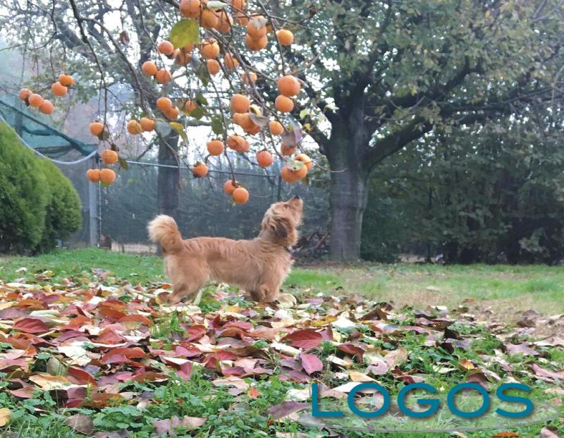 Trucioli di Storia - Un cane con i cachi