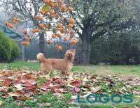 Trucioli di Storia - Un cane con i cachi