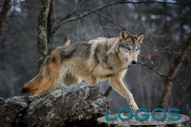 Territorio - Lupo (Foto internet)