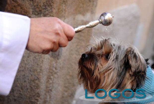 Eventi - Benedizioni animali (Foto internet) Eventi - Benedizioni animali (Foto internet)