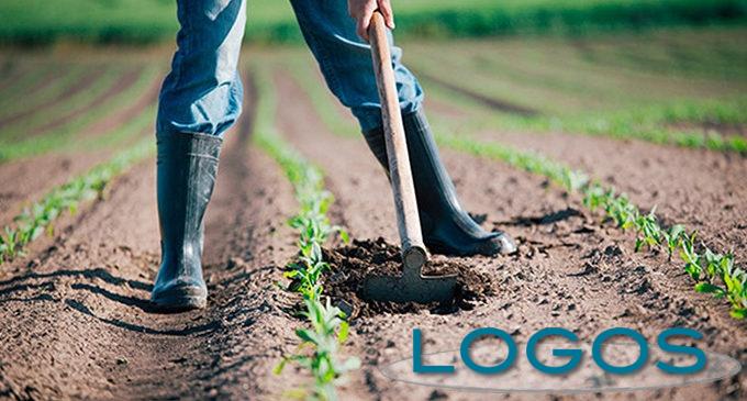 Territorio - Agricoltura (Foto internet) Territorio - Agricoltura (Foto internet)