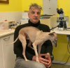 Castano - Il dottor Angelo Anselmi con uno dei suoi cani 