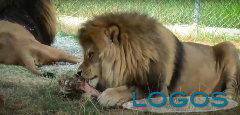 Territorio - Safari Park Lago Maggiore Territorio - Safari Park Lago Maggiore