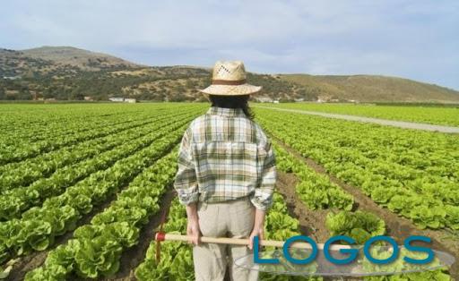 Attualità - Agricoltura (Foto internet)