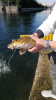 Territorio - Uno dei pesci recuperati e salvati nel Naviglio 