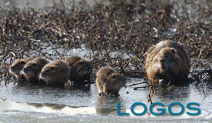 Attualità - Nutrie (Foto internet)