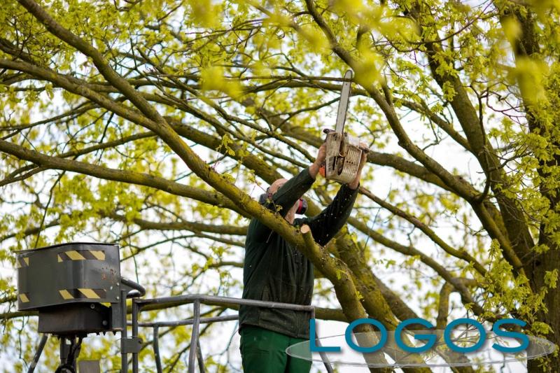 Territorio - Potature (Foto internet) Territorio - Potature (Foto internet)