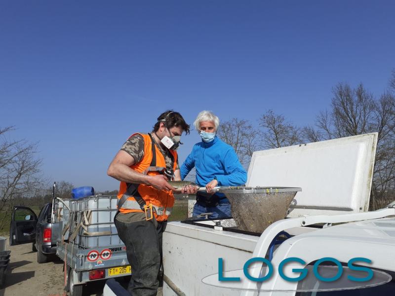 Territorio - Fauna ittica del Villoresi nel Parco del Ticino 