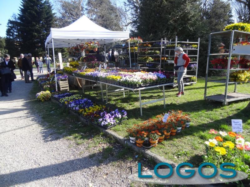 Inveruno - 'Floribunda' (Foto d'archivio)