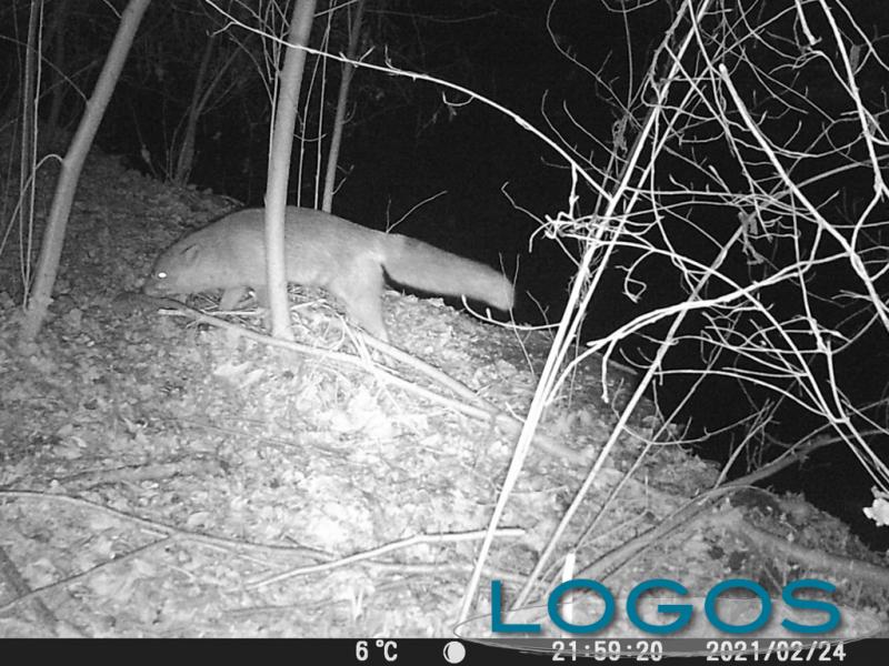 Bernate Ticino - Una volpe nei boschi