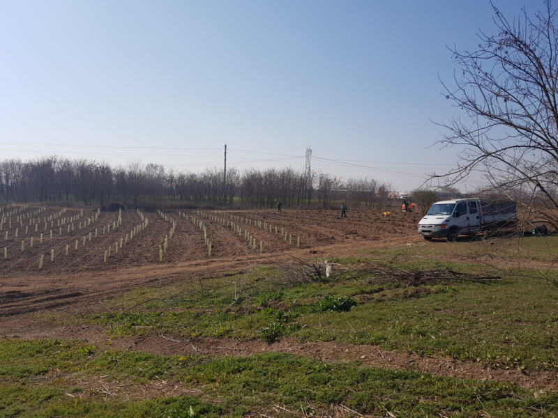 Buscate - Piantumazione nell'area TAM