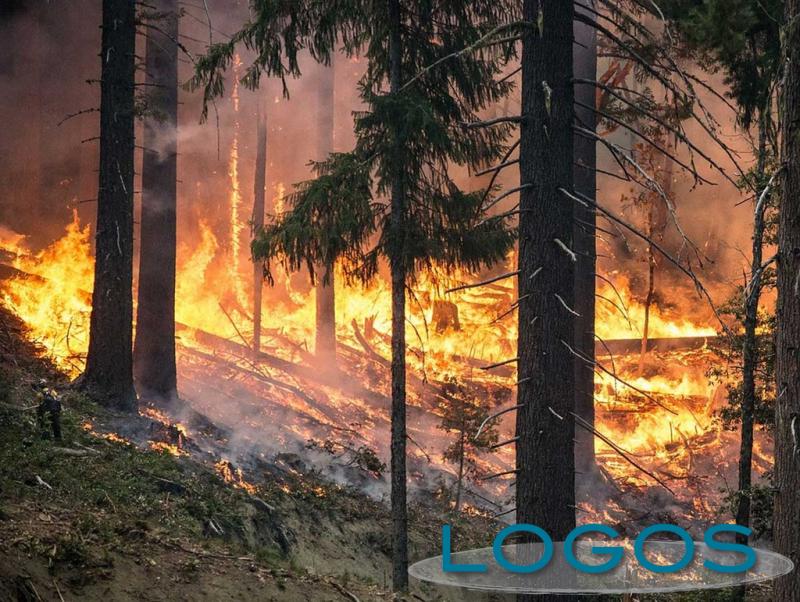 Attualità - Incendio boschivo (Foto internet)