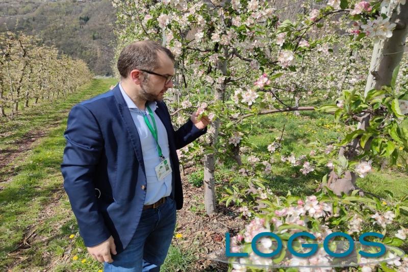 Attualità - L'assessore regionale nei meleti 
