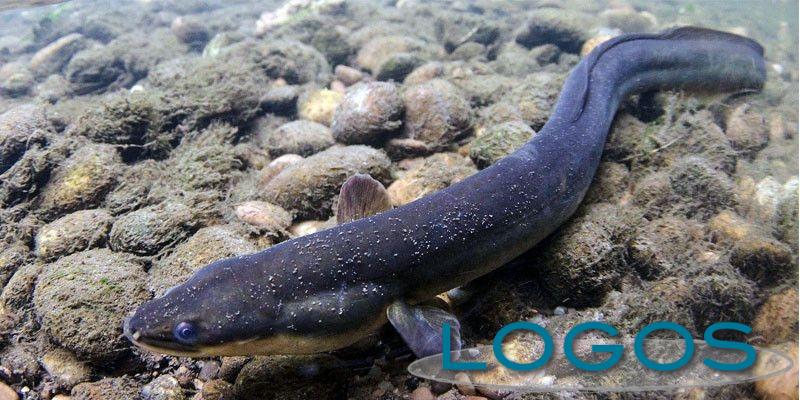 Ambiente - Anguilla (Foto internet)