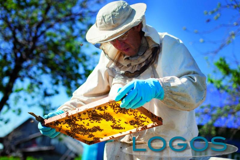 Attualità - Apicoltura (Foto internet)