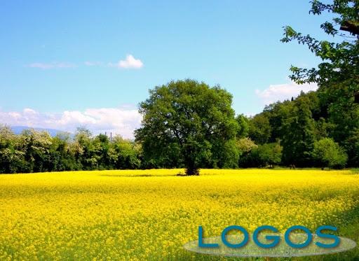 Territorio - Aree verdi (Foto internet)