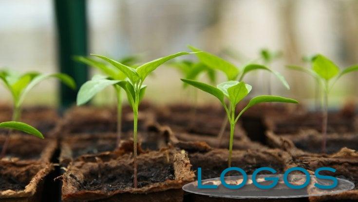 Ambiente - Piante (Foto internet)