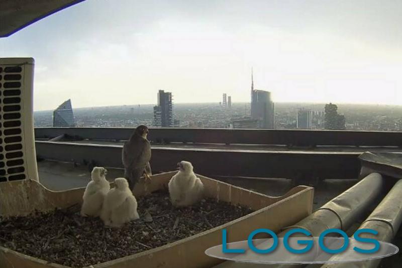 Milano / Storie - I due falchi del Pirellone (Foto internet) Milano / Storie - I due falchi del Pirellone (Foto internet)