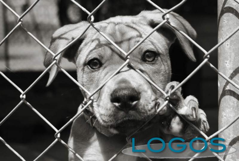 Attualità - Cane (Foto internet) Attualità - Cane (Foto internet)