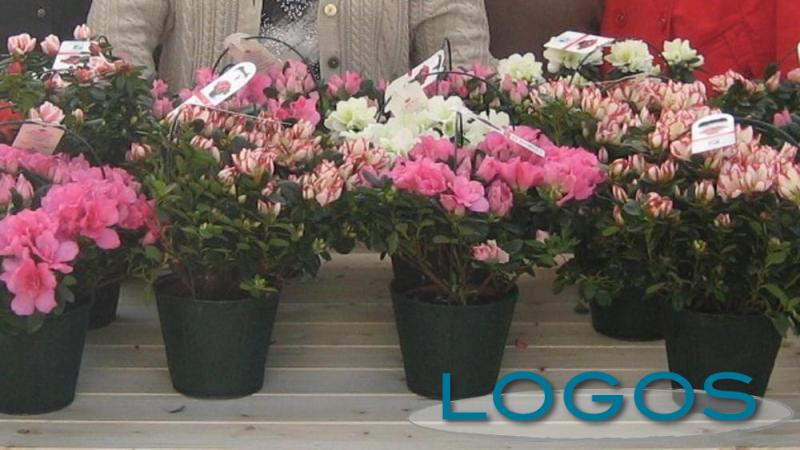 Attualità - Azalee per la ricerca (Foto internet)