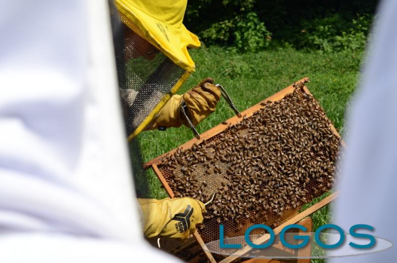 Territorio - Parco apiario (Foto internet)