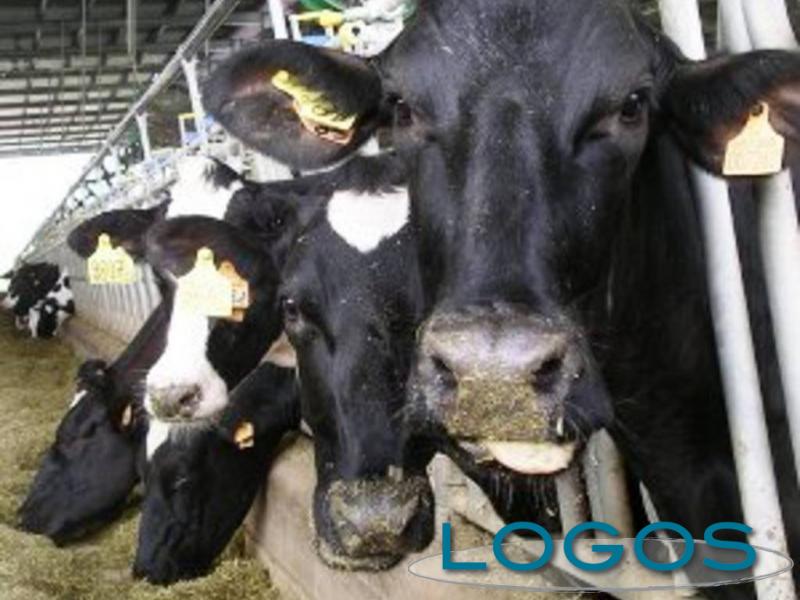 Territorio - Stallle (Foto internet)