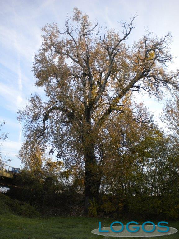 Ambiente - Alberi monumentali 