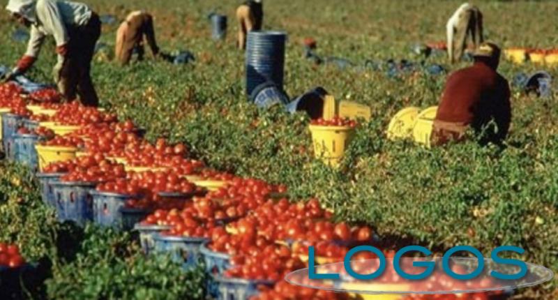Attualità - Raccolto pomodori (Foto internet)