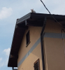 Castano / Cronaca - Gattino bloccato sul tetto 