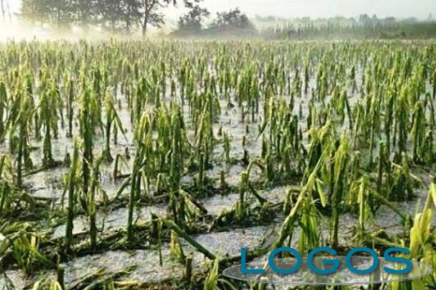 Territorio - Grandine (Foto internet) Territorio - Grandine (Foto internet)