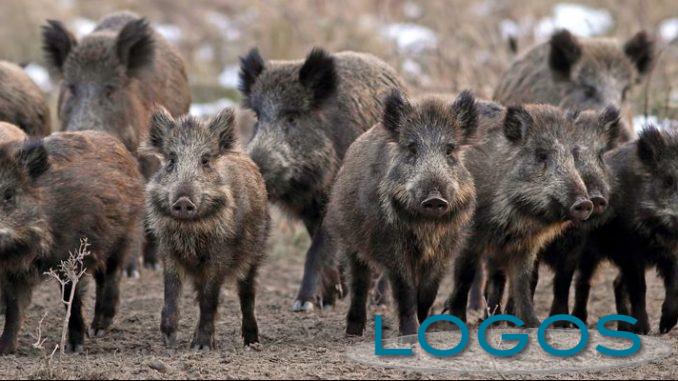 Attualità - Cinghiali (Foto internet)