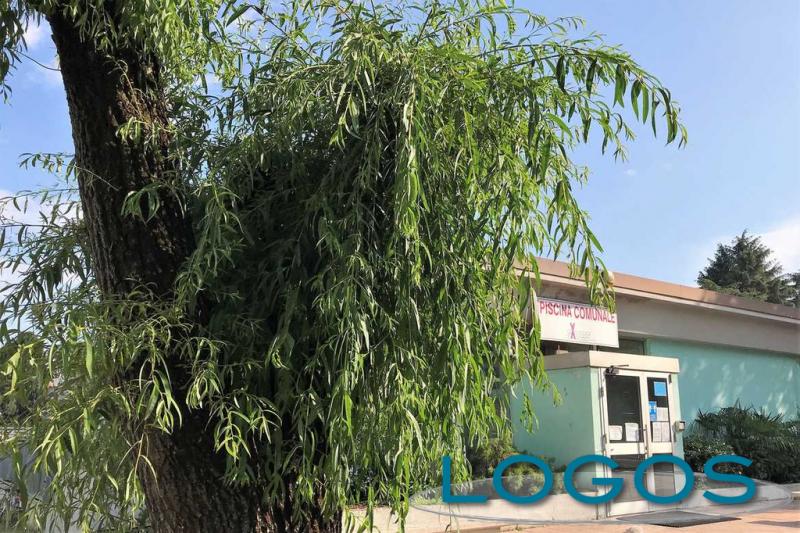 Cuggiono - Il salice all'ingresso della piscina 