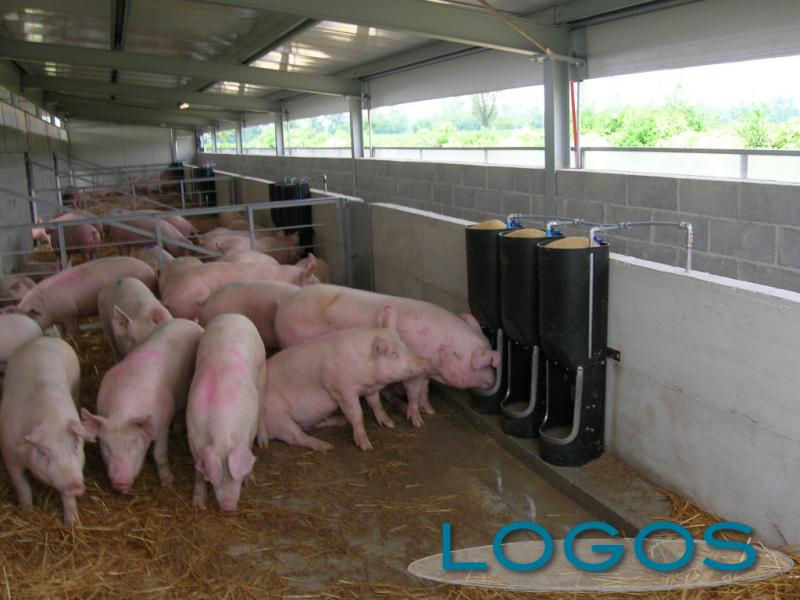 Attualità - Maiali (Foto internet)