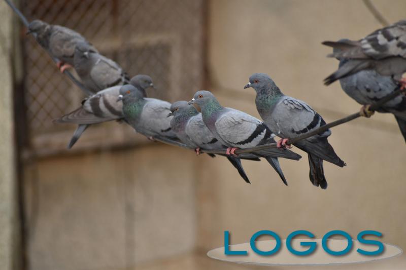 Ambiente - Piccioni (Foto internet) Ambiente - Piccioni (Foto internet)