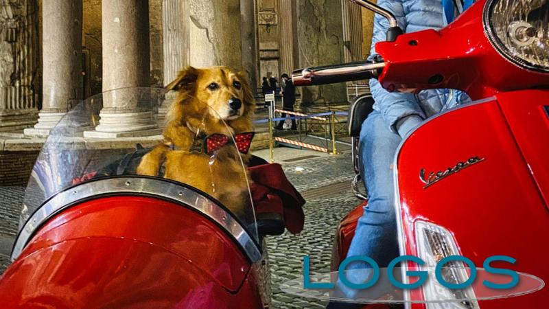 Attualità - In vespa con il proprio cane Attualità - In vespa con il proprio cane