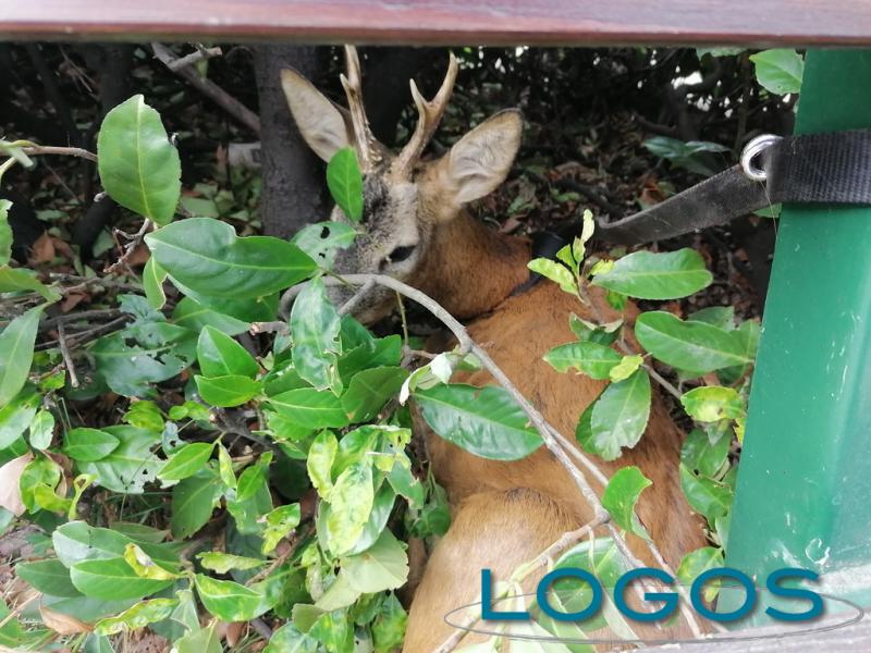 Territorio - Capriolo Territorio - Capriolo