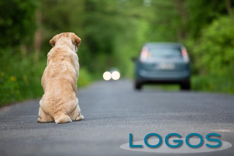 Attualità - Animali abbandonati in strada (Foto internet)