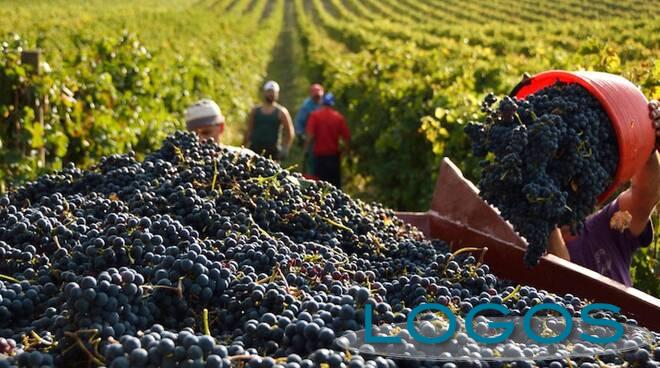 Ambiente - Vendemmia (Foto internet)