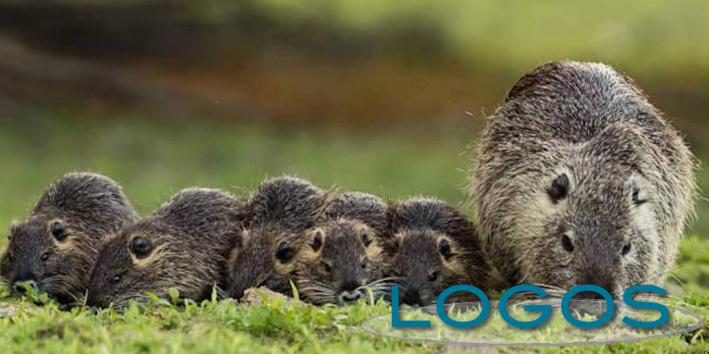 Ambiente - Nutrie (Foto internet)