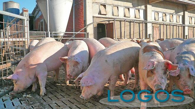 Attualità - Maiali (Foto internet)