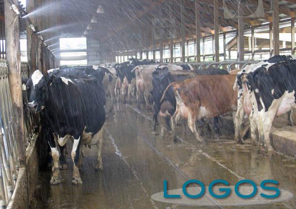 Attualità - Caldo: 'sos' animali (Foto internet)