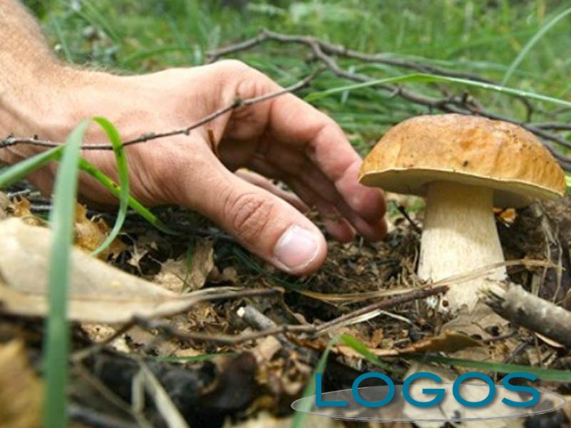 Generica - Raccolta funghi (foto internet)