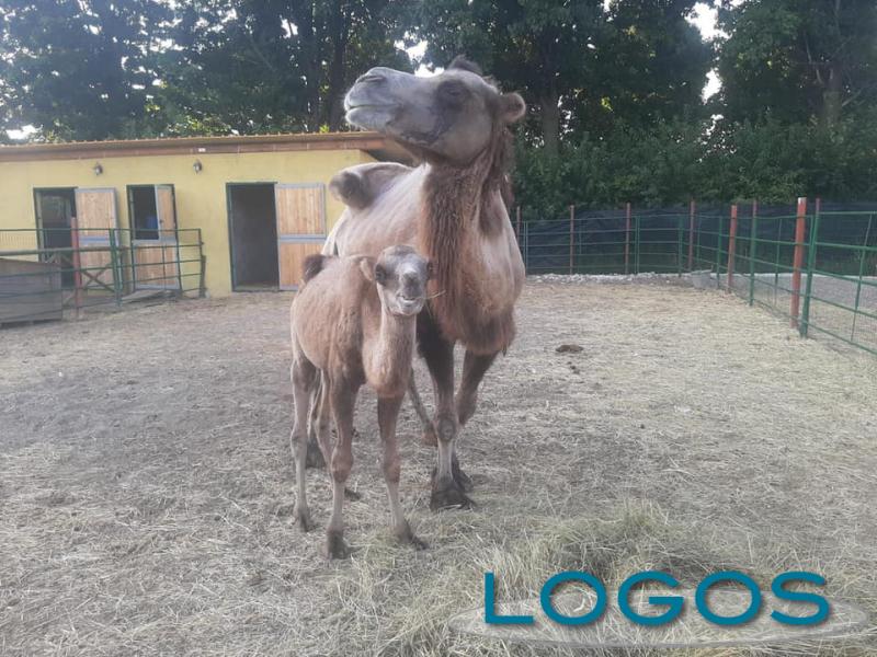 Inveruno - La cammellina Sole