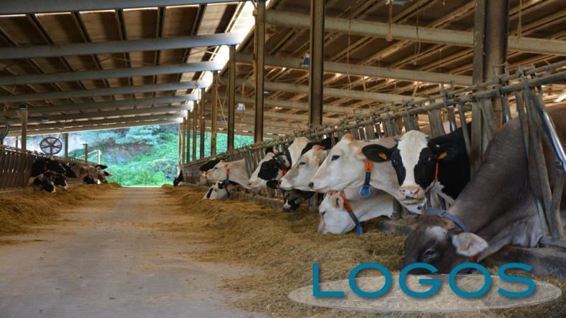 Attualità - Stalla (Foto internet)