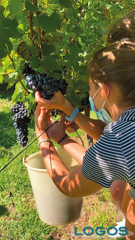 Territorio - Vendemmia 