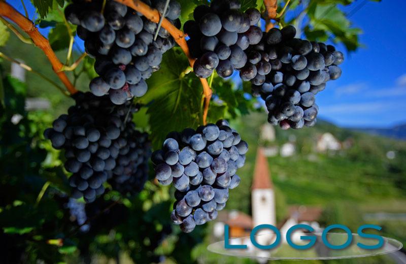 Sapori - Uva (Foto internet) Sapori - Uva (Foto internet)