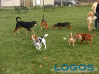 Attualità - Area cani (Foto internet)